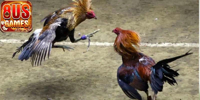 Hình ảnh quảng bá các chương trình khuyến mãi đá gà 8us